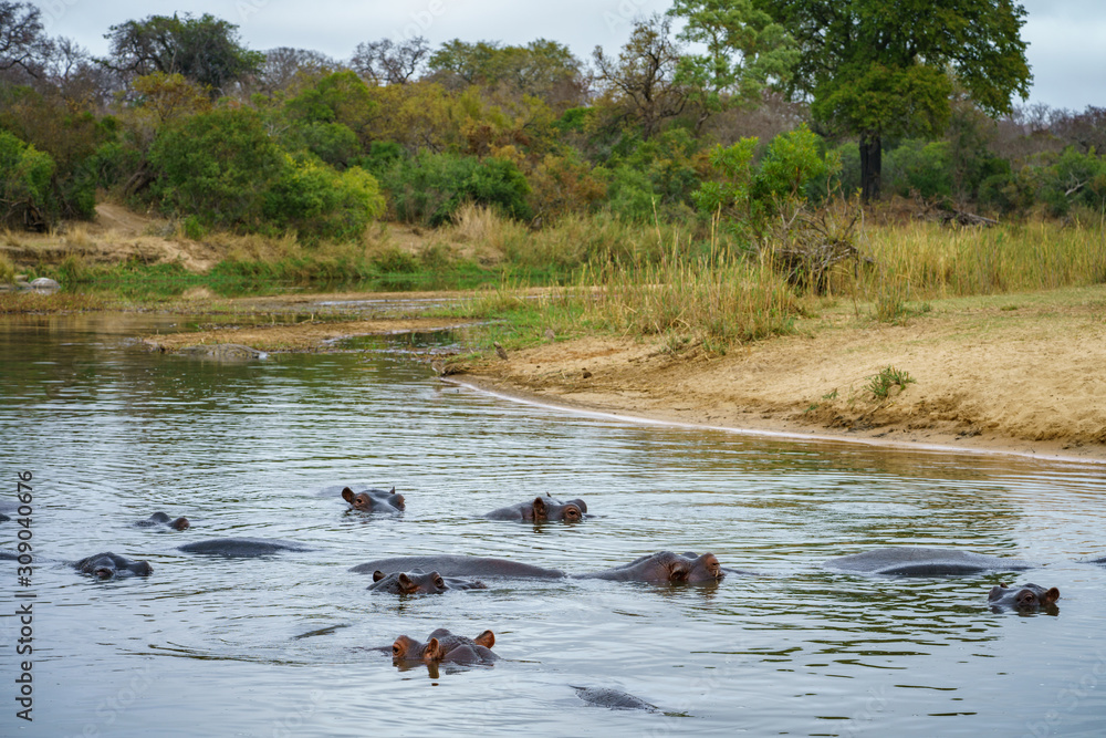 hippos in kruger national park, mpumalanga, south africa 2 hippos in kruger national park, mpumalanga, south africa 2