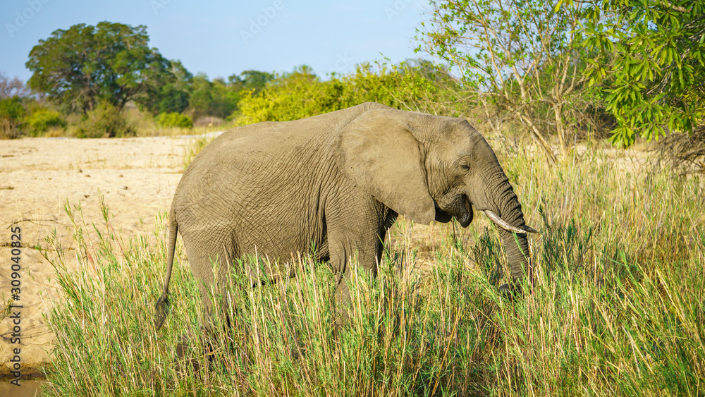elephant in kruger national park, mpumalanga, south africa 19