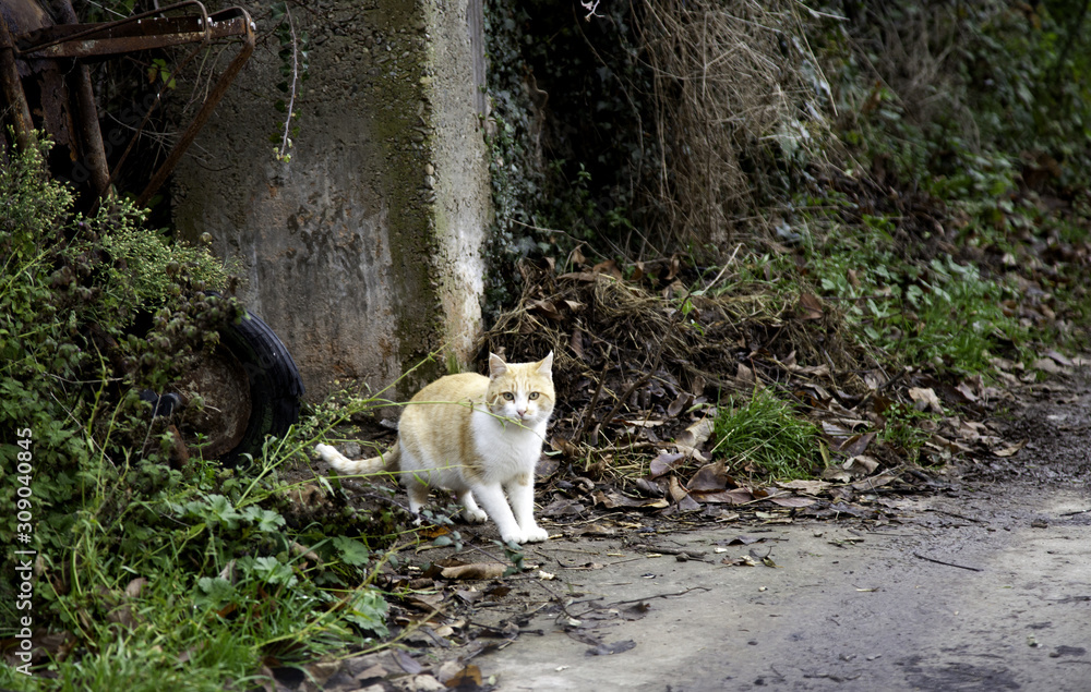 Cats abandoned street