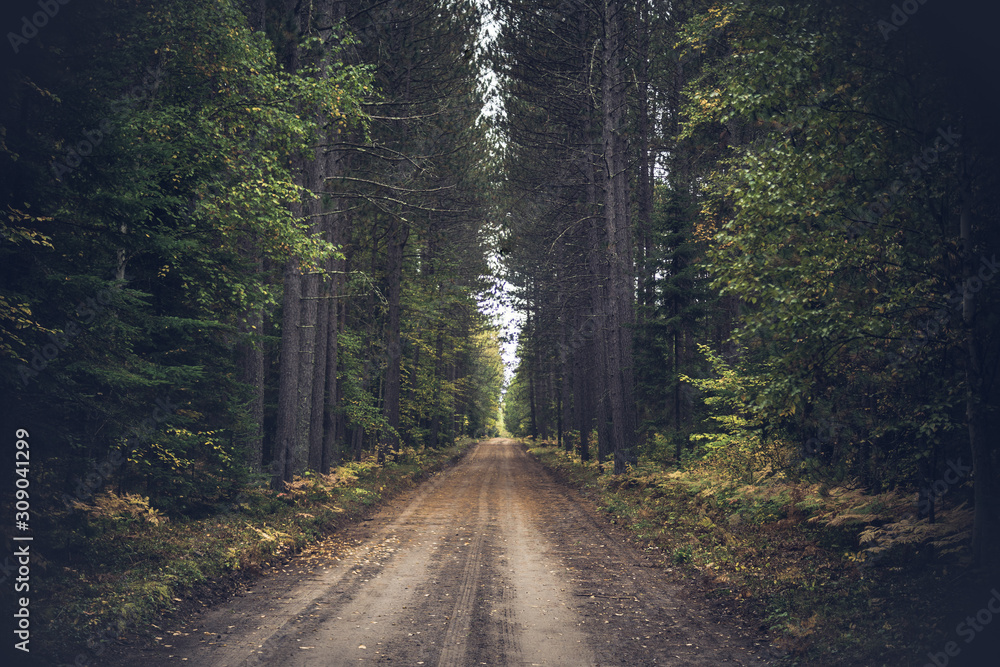 Fototapeta premium Vintage Fall Forest Road