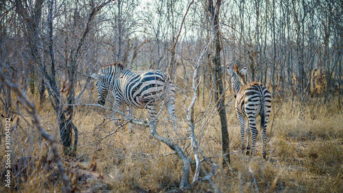 zebras in kruger national park  mpumalanga  south africa 17