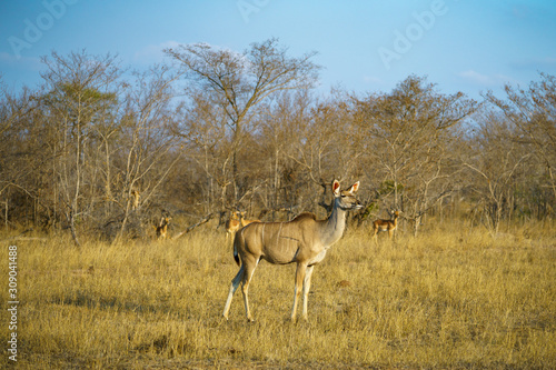 kudu in kruger national park, mpumalanga, south africa 1 © Christian B.