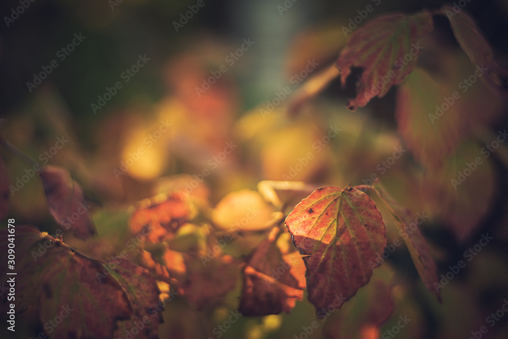 Fall Color Arrowwood Leaves at Sunset Fall Color Arrowwood Leaves at Sunset