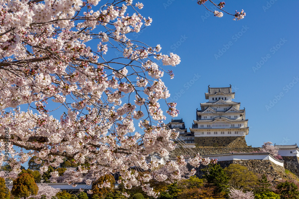 Cherry blossom and the Himeji castle in Japan Cherry blossom and the Himeji castle in Japan