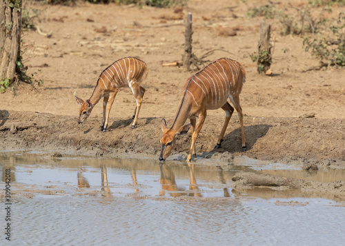 Nyala ewe and lamb drinking water at a waterhole in Kruger National Park, South Africa