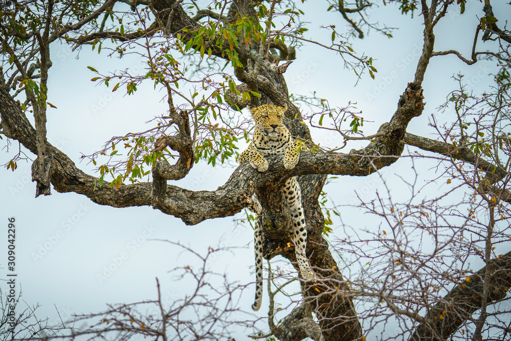 leopard in kruger national park, mpumalanga, south africa 66 leopard in kruger national park, mpumalanga, south africa 66