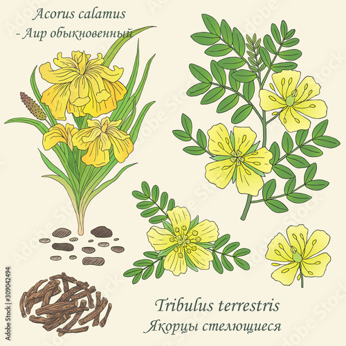 Canvastavla illustration of plants tribulus terrestris and acorus calamus