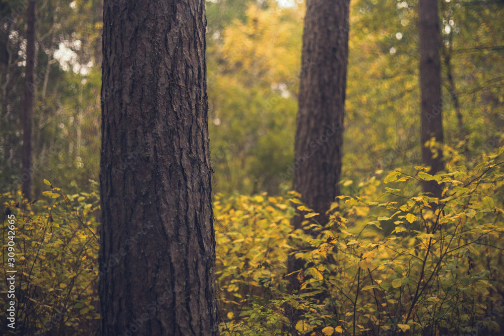 Obraz premium Pine Forest in Fall