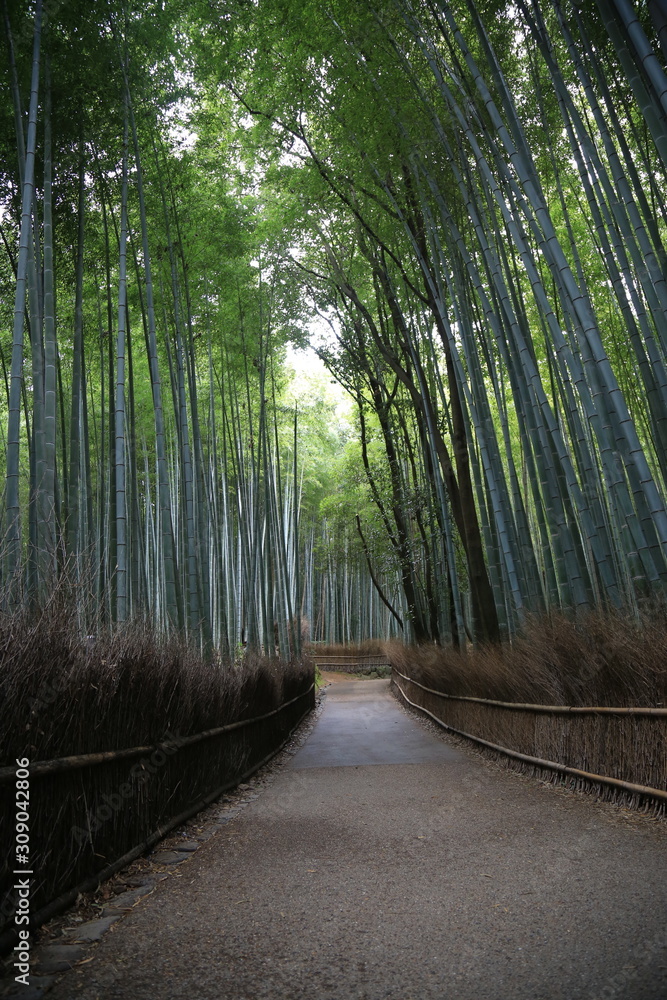 Fototapeta premium Arashiyama forst, Kyoto, Japan