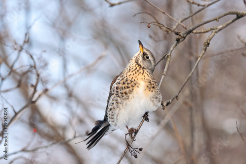 Fieldfare turdus pillaris sitting on branch of tree in winter looking for berries. Cute common thrush bird in wildlife.