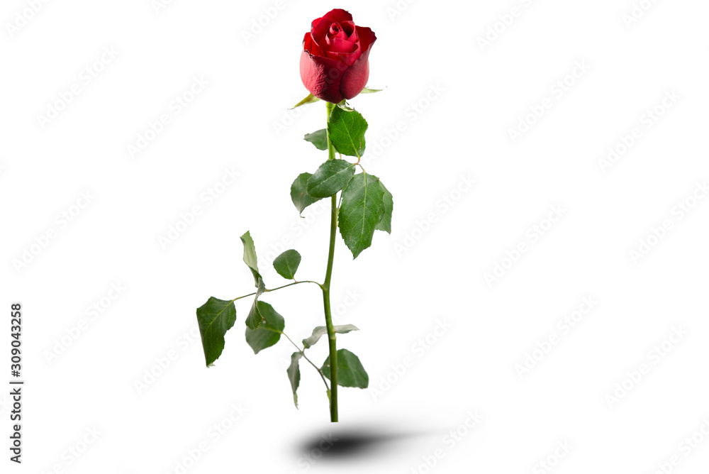 Fototapeta premium There is red rose with green leafs on the white background. Happy Valentine's Day.