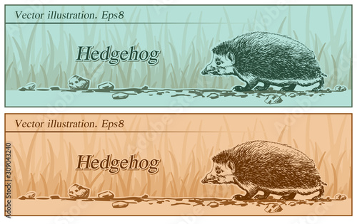 Hedgehog in the woods, illustration, vector