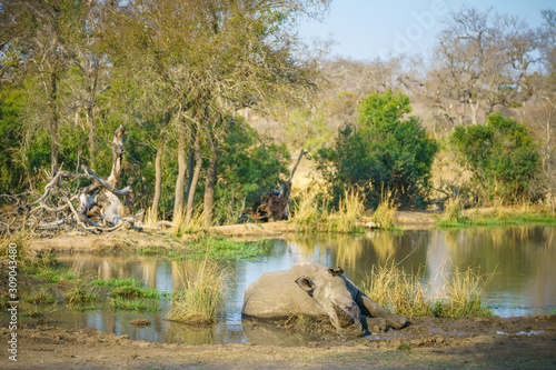 white rhino at a pond in kruger national park, mpumalanga, south africa 22