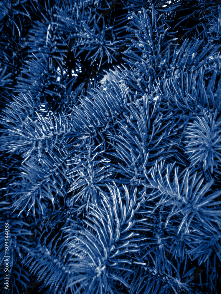 Fir branches classic blue spruce. Close up. Branches of classic blue spruce. Winter monochrome nature background. Spruce needles. Fluffy Christmas classic blue tree. Trendy color 2020.