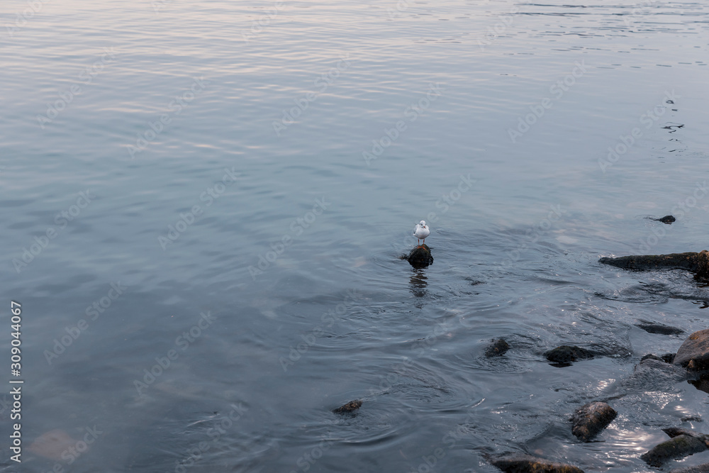 Lonely seagull on a stone on the coast Lonely seagull on a stone on the coast