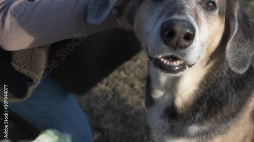 Close Crop Dog Grooming 60fps