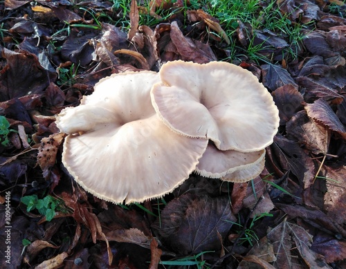 wild mushrooms