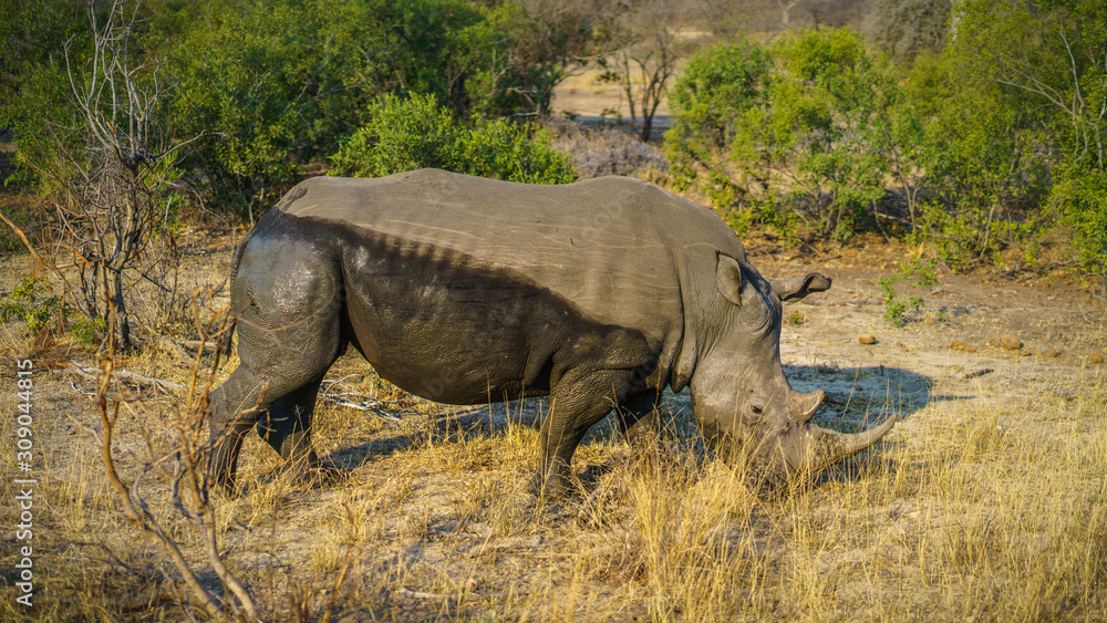 Fototapeta premium white rhino in kruger national park, mpumalanga, south africa 28