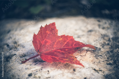 Fallen Maple Leaf on Rock