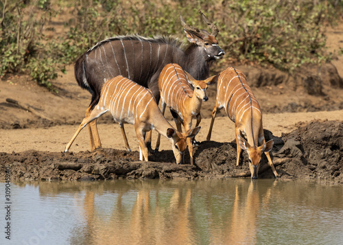 Three nyala ewes drinking water at a waterhole in Kruger National Park, South Africa with a nyala bull inspecting their readyness to mate photo