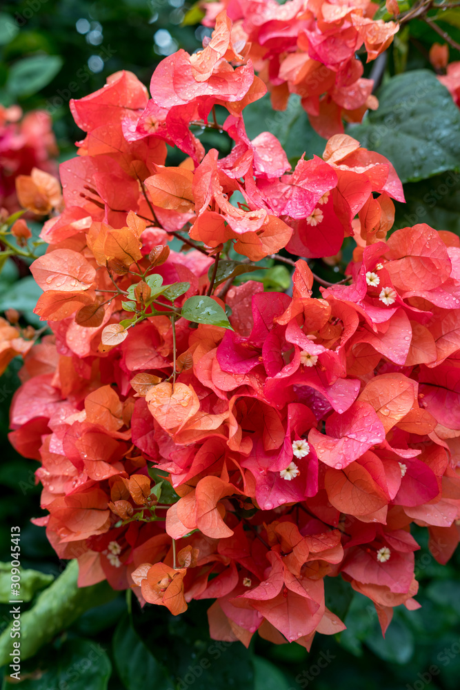 Red tropical flower Red tropical flower