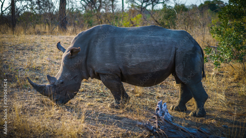 white rhino in kruger national park, mpumalanga, south africa 50 white rhino in kruger national park, mpumalanga, south africa 50