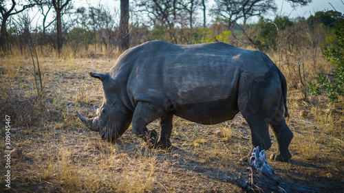 white rhino in kruger national park  mpumalanga  south africa 52