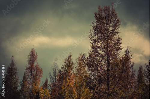 Tamarack Trees in Fall