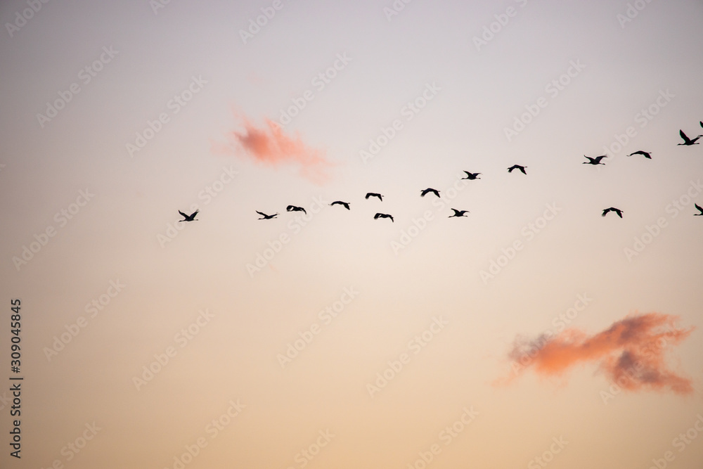 Obraz premium cranes flying over sky at sunrise