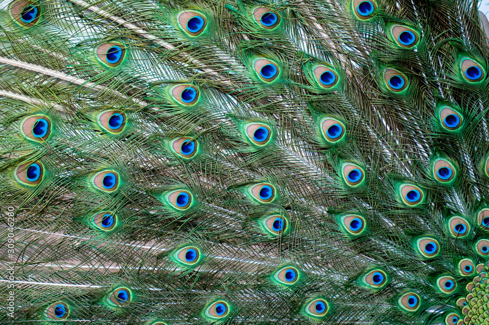 Obraz premium Peacock feathers up close