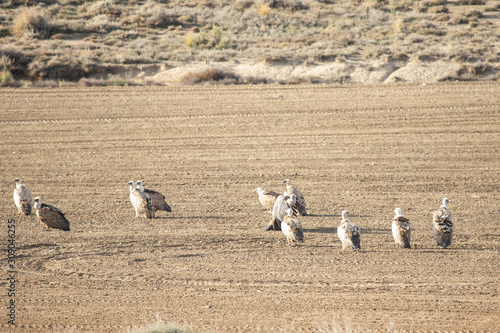 several vultures in Ejea de los Caballeros field in Zaragoza Spain photo