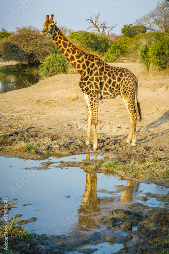 giraffe in kruger national park, mpumalanga, south africa