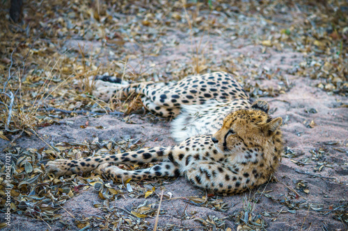 cheetah in kruger national park, mpumalanga, south africa