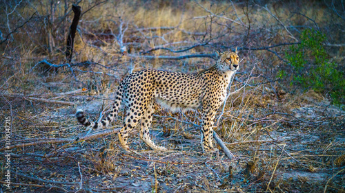 cheetah in kruger national park, mpumalanga, south africa © Christian B.