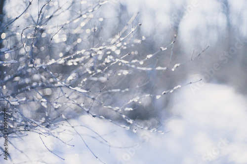 Winter snowy forest, branches with ice, blurred photo.