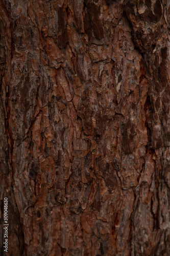 Bright brown bark texture