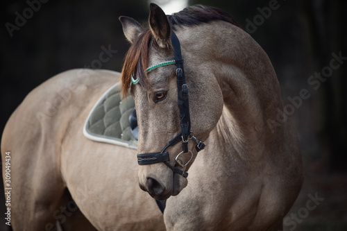 Valokuva portrait of stunning show jumping gelding horse with bridle and browband with be