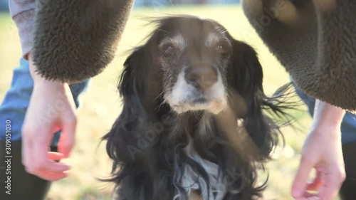 Petting Very Cute Dog 60fps