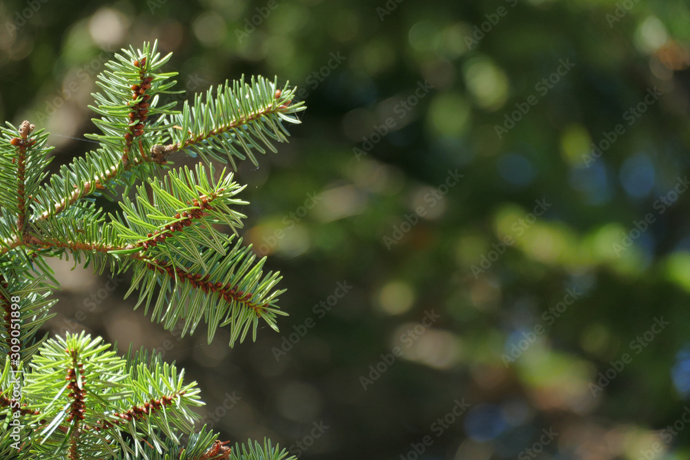 Detail of fir branches, typical of Christmas Detail of fir branches, typical of Christmas