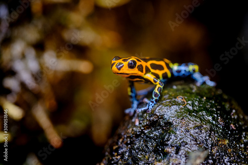 Konstfotografi Mimic Poison Frog or poison arrow frog