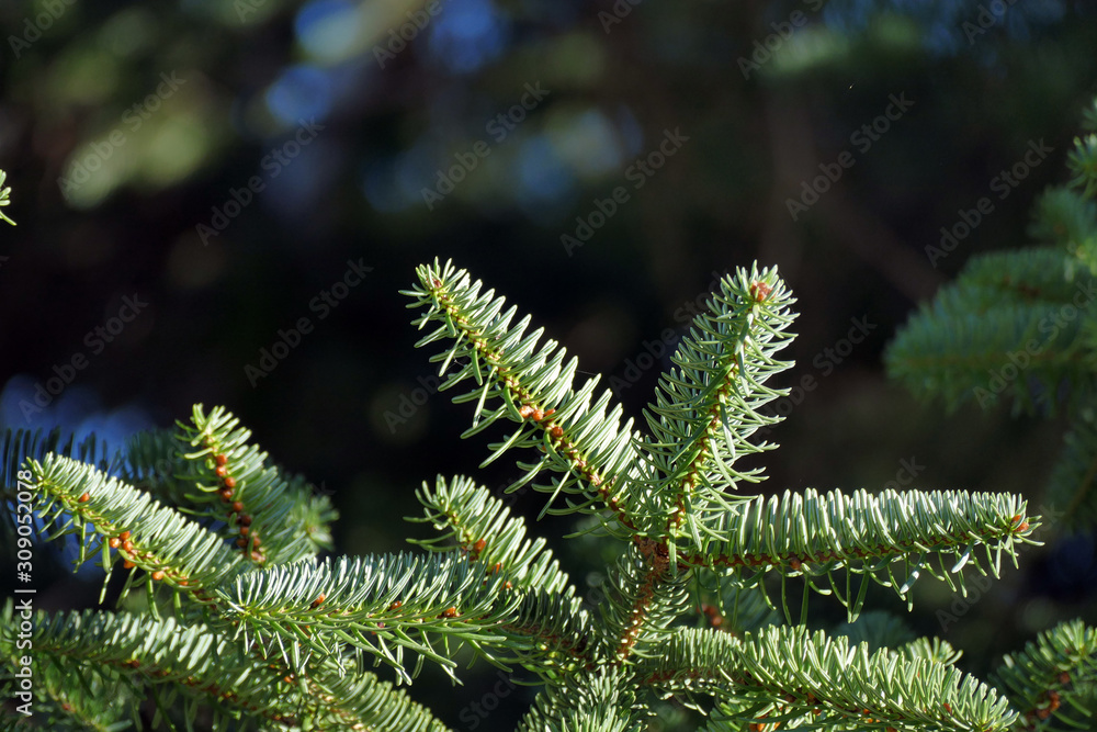 Detail of fir branches, typical of Christmas Detail of fir branches, typical of Christmas