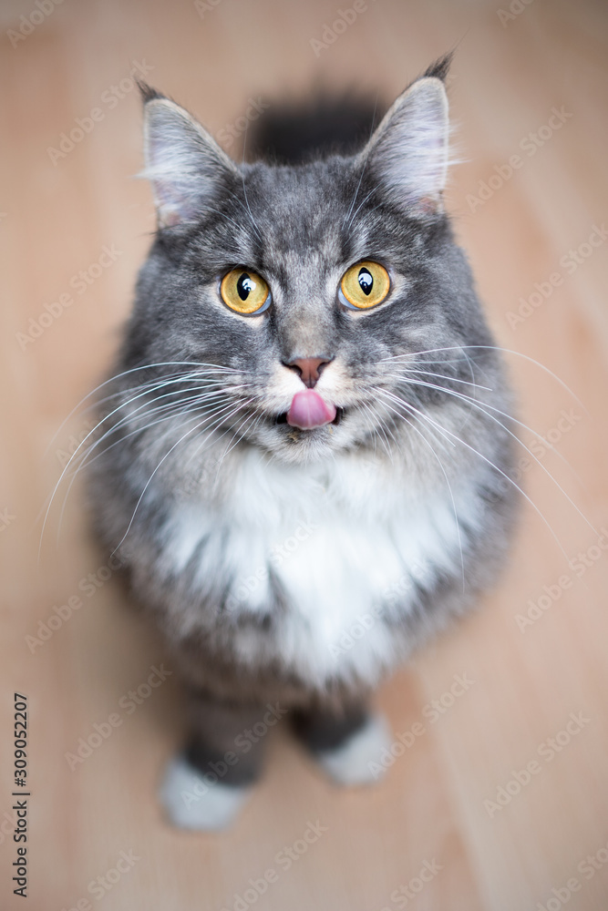 portrait of a blue tabby maine coon cat looking up at camera begging for food
