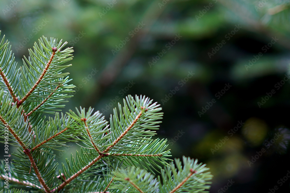 Detail of fir branches, typical of Christmas