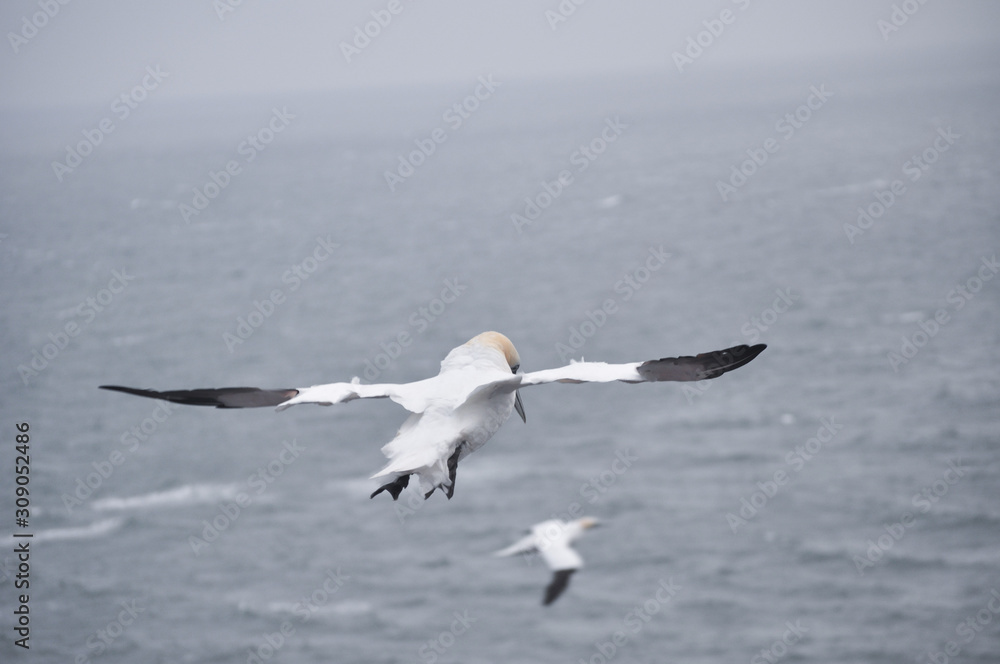 Helgoland Basstölpel Helgoland Basstölpel