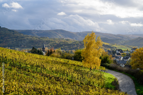 Hügelige Dorflandschaft mit Weinreben, Baum und stimmungsvollem Licht
