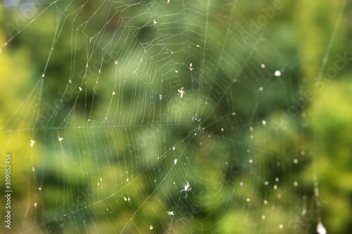 Spider web trap close-up on a background of green forest