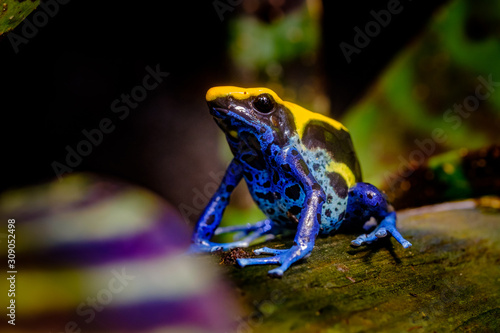 Photos Dyeing dart frog, poisonous tropical frog.