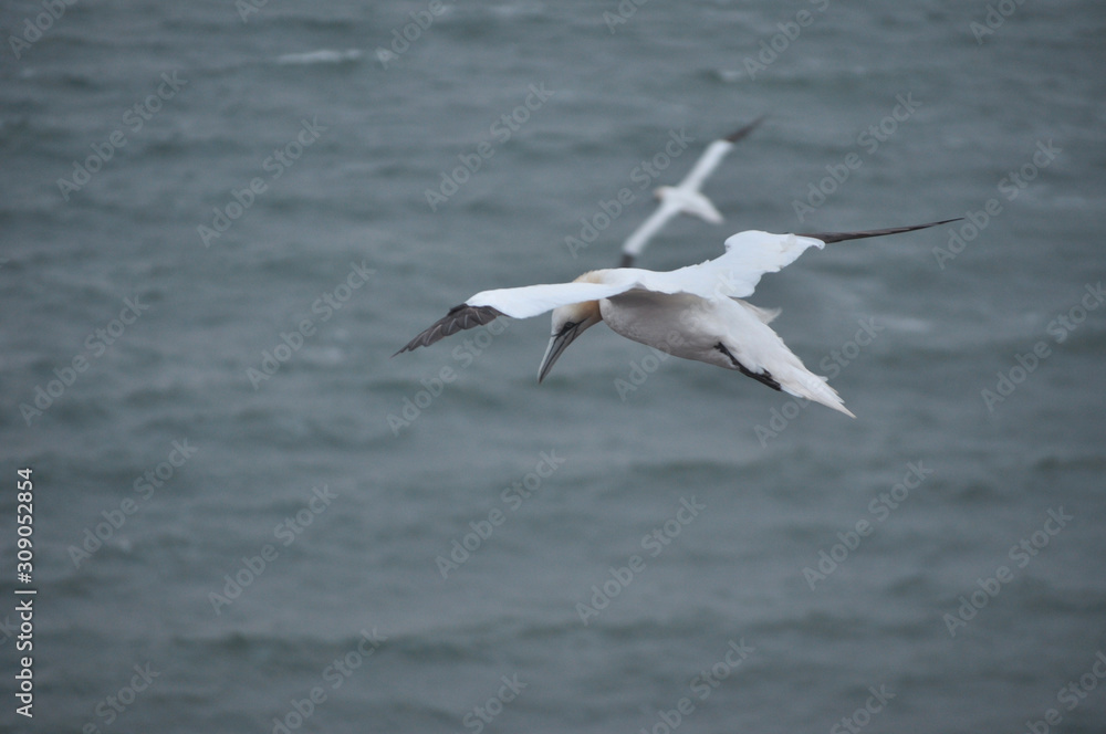 Helgoland Basstölpel Helgoland Basstölpel