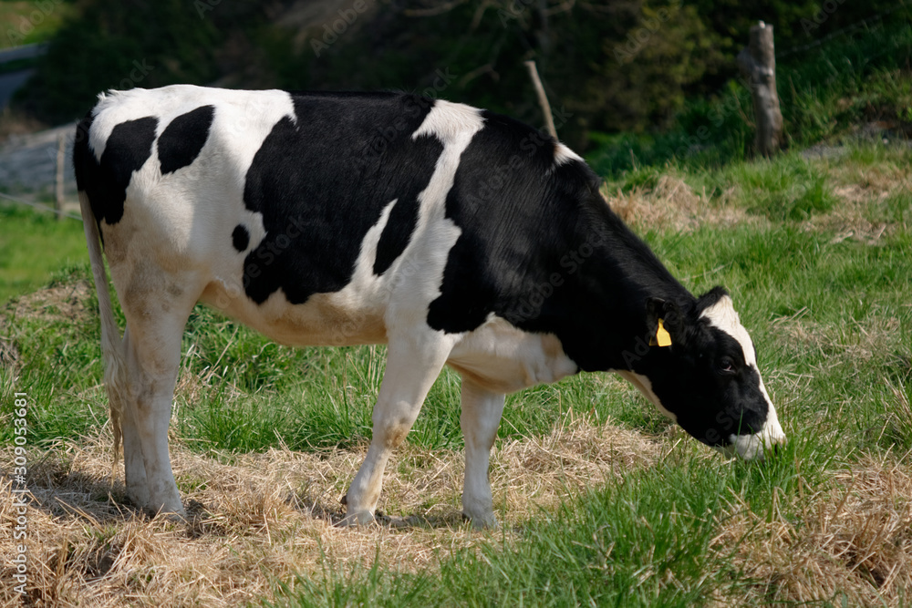 Dairy cows grazing on Japanese ranch