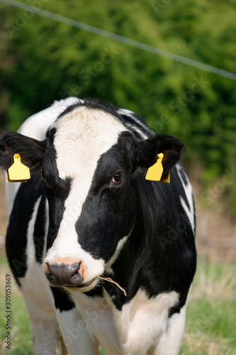 Dairy cows grazing on Japanese ranch © makoto sato